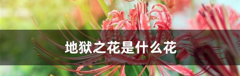 贪婪的花语——以百合花为例（揭示人性中的贪欲与追逐）