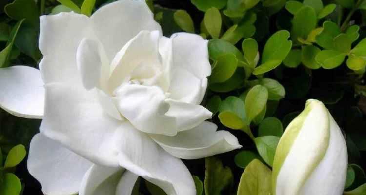 甜蜜花语（探寻花语中的甜蜜）