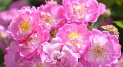 以玫瑰花的花语为主题的文章（玫瑰花的花语传递唯一的情感和意义）