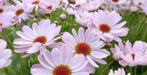温暖之花（传递温暖与希望的阳光花海）