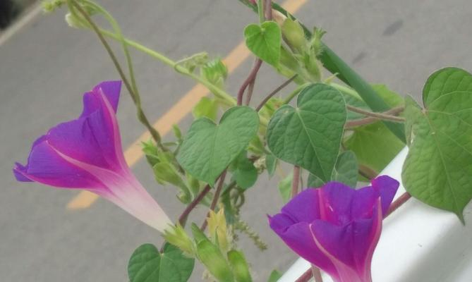 《爱意绽放——以玫瑰花为主题的花语文章》（传递爱情的花朵）