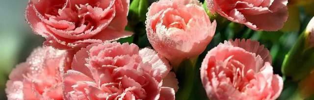 花语想念——以百合花为主题的文章（百合花的花语和想念有着紧密的联系）