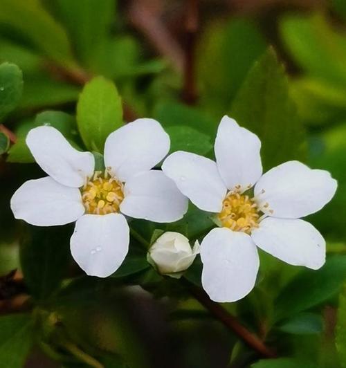 婚礼花语（以百合花的花语为主题）