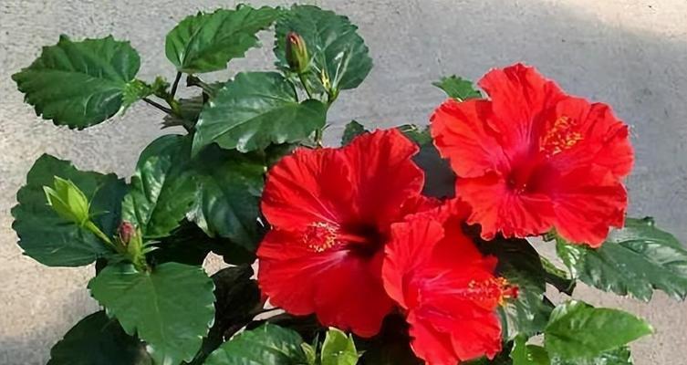 羞涩之花（花开时）