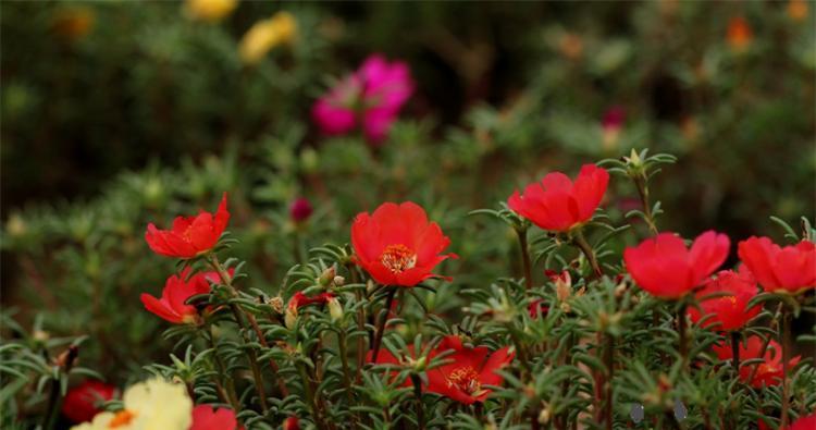 阳光花语之XXXX花（以阳光为主题的花语）