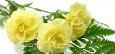 友情长久如花（以菊花的花语表达友情长久的深意）