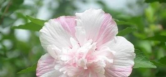 以菊花的花语“越来越好”为主题的文章（探索菊花在生活中的象征意义及美好寓意）