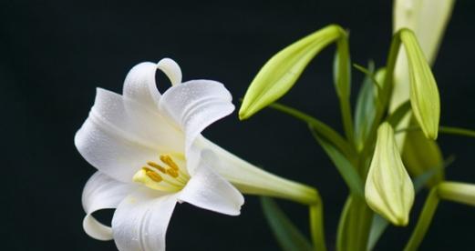 忏悔之花（以忏悔为主题的花语解读）