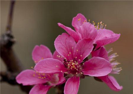 桃花开遍花语之谜（深度解析桃花花语）