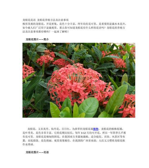 午时花的花语和寓意（揭开午时花的神秘面纱）