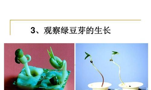 绿豆生长的环境与条件（探究绿豆的生长地点和生存要求）