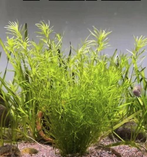 绿菊水草的冬季管理技巧（如何避免绿菊水草冬季冻死）