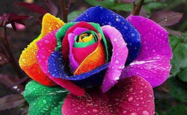 富贵花语——神奇的奇迹花（探索奇迹背后的花语之谜）