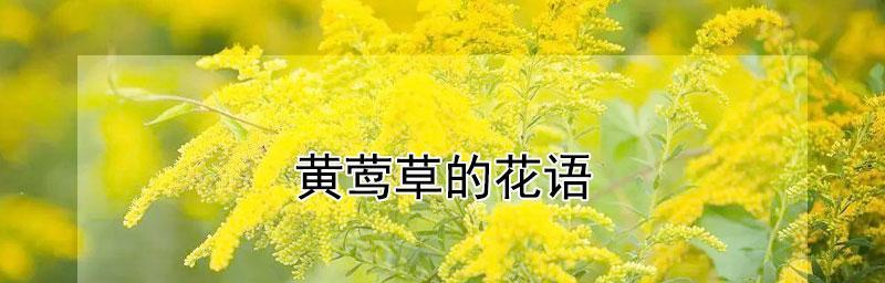 前程似锦——揭秘象征前途光明的花语（探寻花草世界中的吉祥之花）
