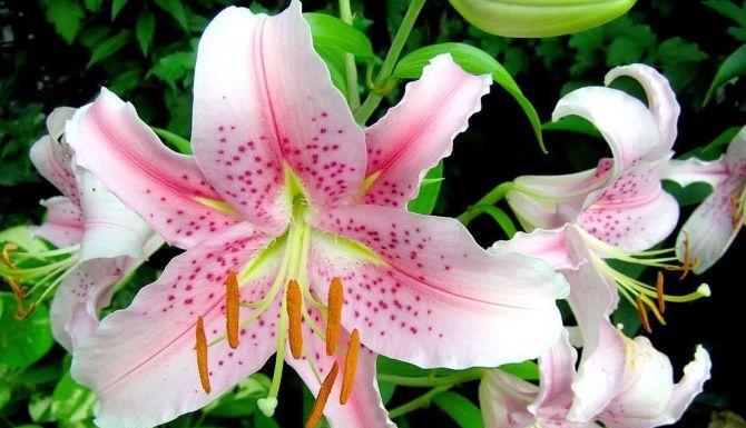 神明之花——牡丹的花语（用花语诠释神明的存在）