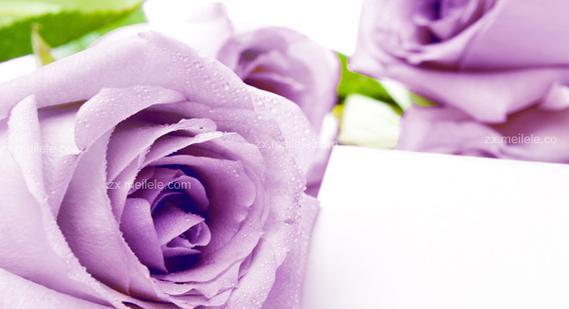 紫色玫瑰的花语与意义（探寻紫色玫瑰花语的深意）