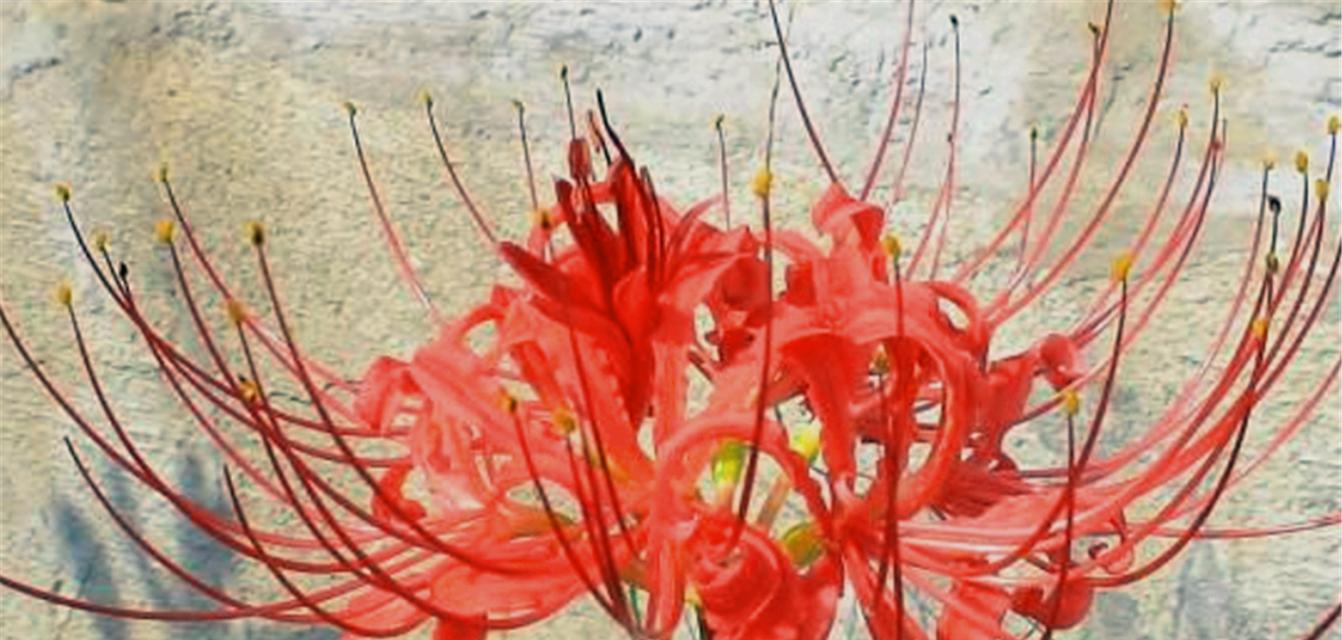 花语死亡——一个让人不寒而栗的话题（探寻哪些花朵与死亡有关）