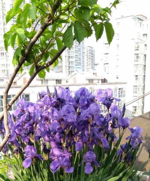天使之花——百合花的花语（用花言蕴意）