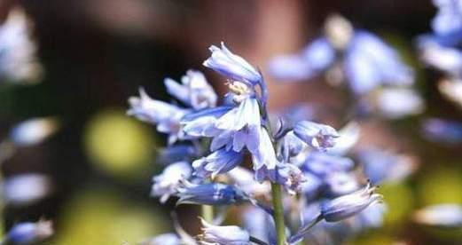 揭秘花语中痛苦的主题花——风信子（了解风信子的花语）