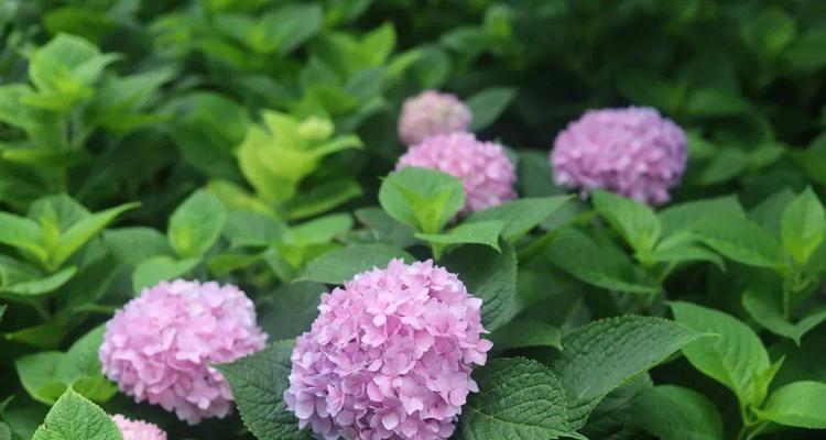 团圆美满——一朵传递幸福的花（探寻花语）