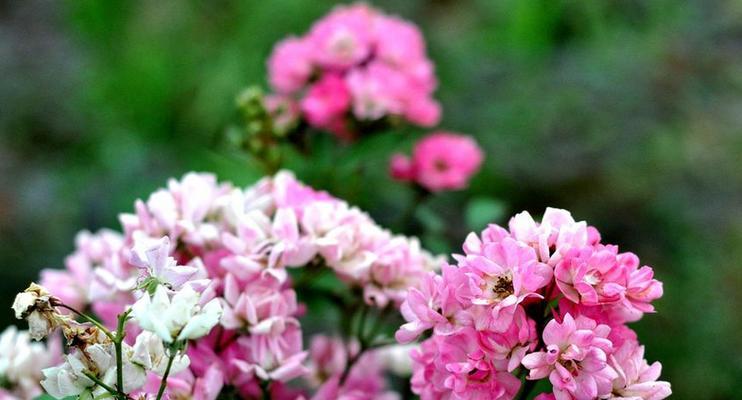 缘来是你，想见你——以迷迭香花语为主题的文章（用花语诠释爱意）