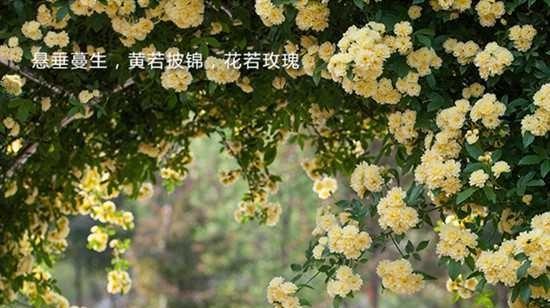 想念，梦回旧时光的香（探究以紫色小花为代表的想念花语）