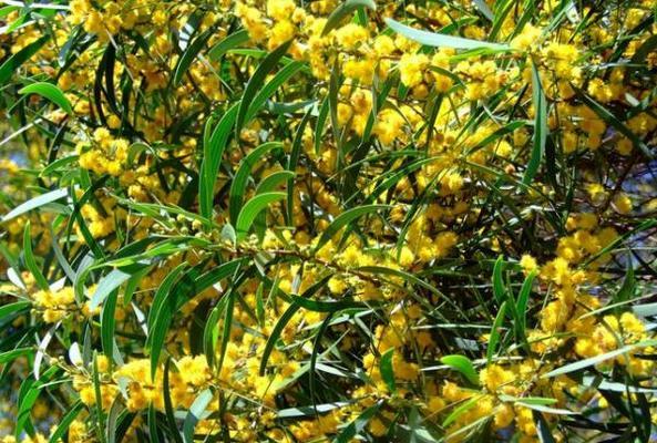 思念之花（揭开“想念你”这朵花的花语之谜）