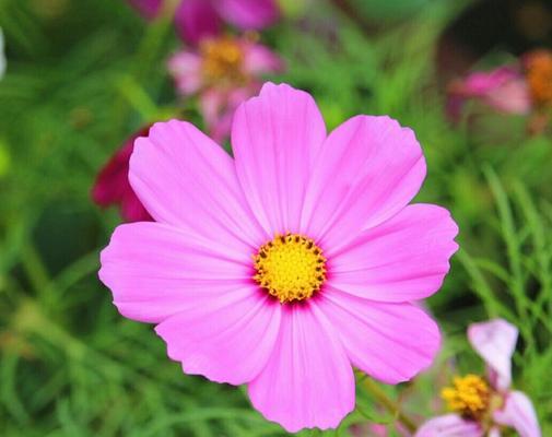 永远幸福——浅谈百合花的花语（用百合花祝福你永远幸福）