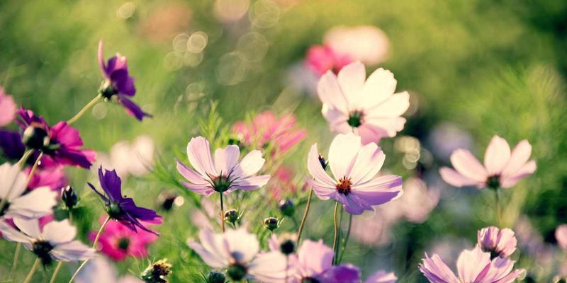 勇气之花——火炬花的花语（探究火炬花背后的勇气精神）