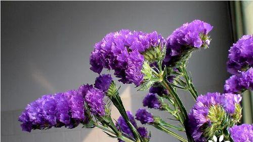 友情花语——白菊花（用白菊花表达你的真挚友情）