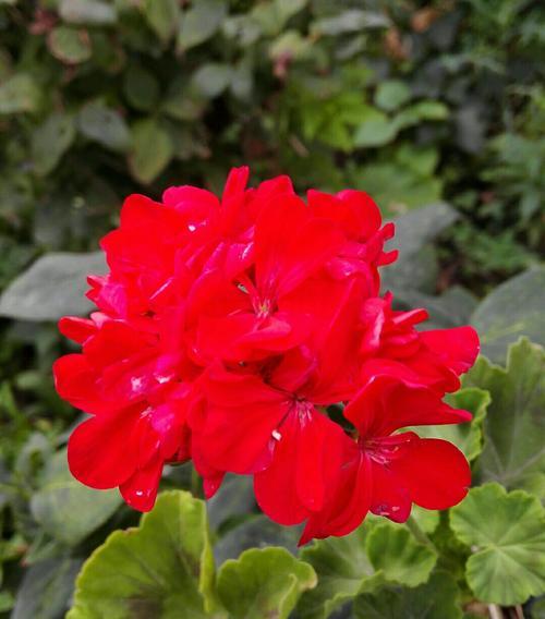 友谊之花——向日葵的花语
