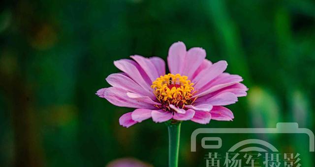 遇见的花语——满天星花语解析（满天星）