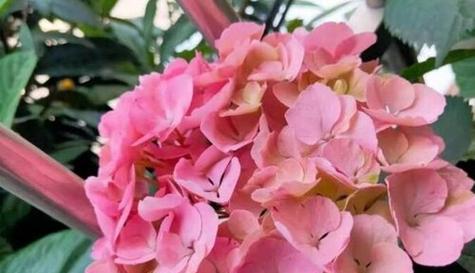 菊花中的欲望（菊花中的欲望）