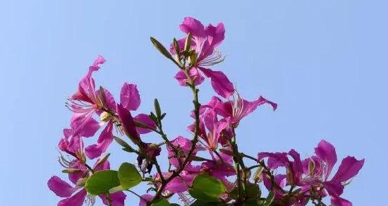 拯救之花——白色玫瑰的花语