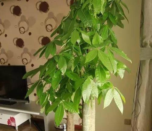 花草招财旺宅全攻略（掌握这些方法）