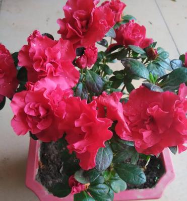 杜鹃花（杜鹃花的特点与象征意义）
