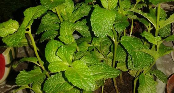 如何种植食用薄荷种子（从种子到收成）