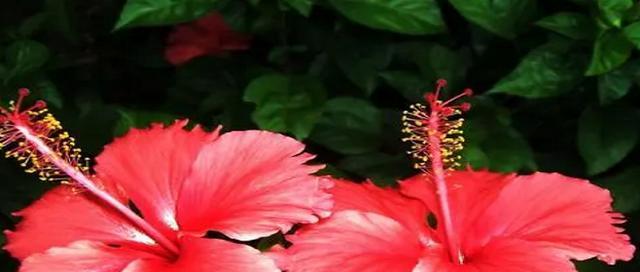 扶桑花之美——花开如诗（扶桑花的花语及其魅力）