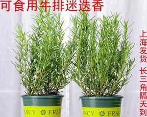 食用叶的植物大全——健康生活的新选择（探寻植物界中叶片美食的奇妙世界）