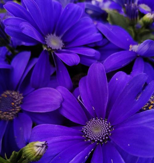 瓜叶菊的花语（探索瓜叶菊的花语与意义）