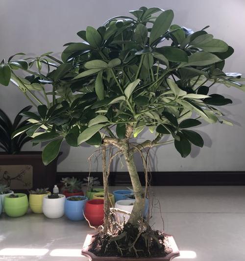 打造美观有型的柿子树——修剪枝叶技巧详解（从形态到功能）