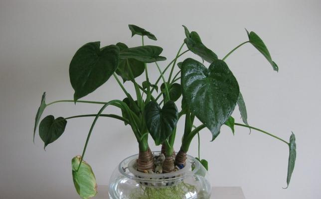 室内绿色空间（适合室内的植物与养护）