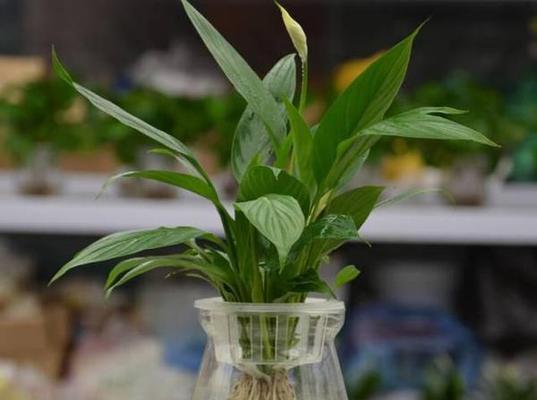 水培植物种类大全：适合水培的植物有哪些？