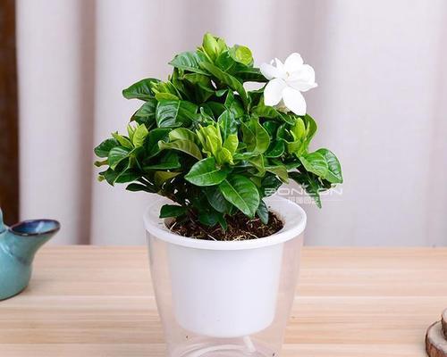 室内养护，这些植物最适合（让室内空气更加清新的15种植物）