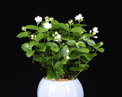 以百合花为花语，探索安全的重要性（百合花花语及其关联安全的深层含义）