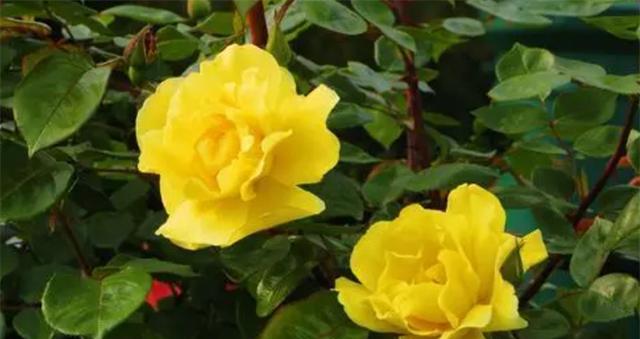 分手花语（用花的语言诉说分手的痛与伤）