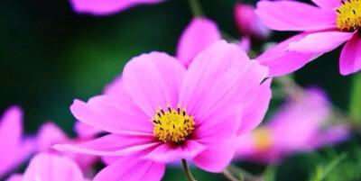 花开好运（以四叶草的花语为主题的好运文章）