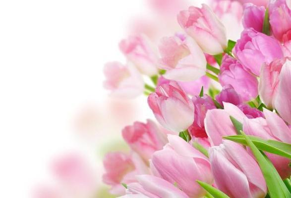 宽容之花（百合花的花语与宽容）