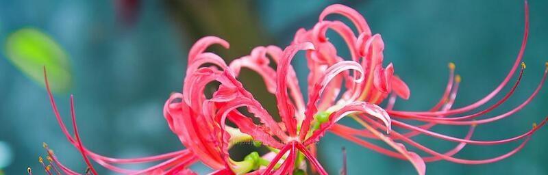 忍耐的花语——以荆棘花为主题的文章（荆棘花）