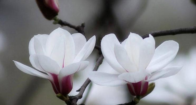 失恋花语解析——以玫瑰花为主题（用花语传递失恋的心情）